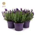 Lavandula stoechas 'Anouk'® - Obrázek 4
