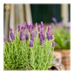 Lavandula stoechas 'Anouk'®