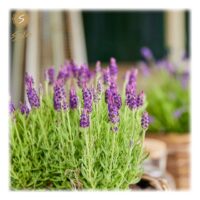 Lavandula stoechas 'Anouk'®