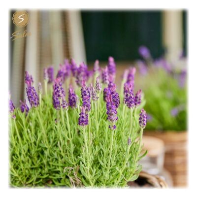 Lavandula stoechas 'Anouk'®