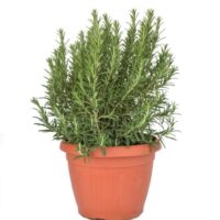 Rosmarinus officinalis - Kontejner C7L/P25, DEKO-EXTRA – v. 40-50 CM