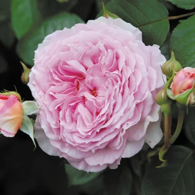 ROSA David Austin 'James Galway'®