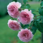 ROSA David Austin 'James Galway'® - Obrázek 5