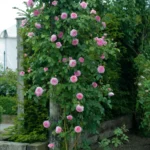 ROSA David Austin 'James Galway'® - Obrázek 2