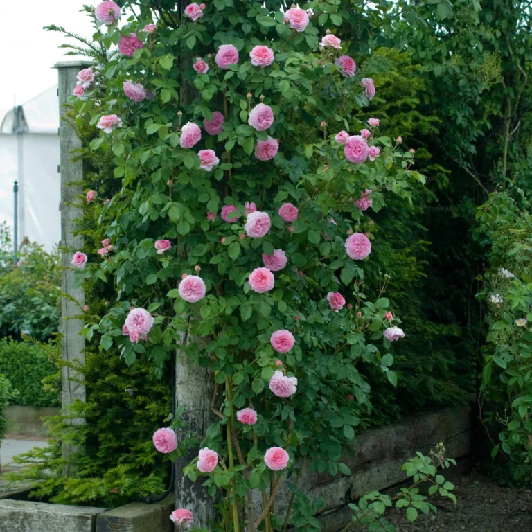 ROSA David Austin 'James Galway'®