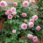 ROSA David Austin 'James Galway'® - Obrázek 4