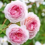 ROSA David Austin 'James Galway'® - Obrázek 3
