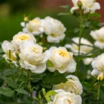 ROSA David Austin 'Vanessa Bell'® - Obrázek 6