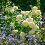 ROSA David Austin 'Vanessa Bell'® - Obrázek 5
