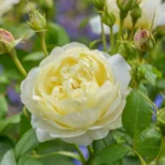 ROSA David Austin 'Vanessa Bell'® - Obrázek 4