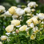 ROSA David Austin 'Vanessa Bell'® - Obrázek 2