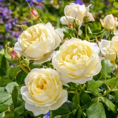ROSA David Austin 'Vanessa Bell'®