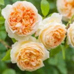 ROSA David Austin 'Bathsheba'®