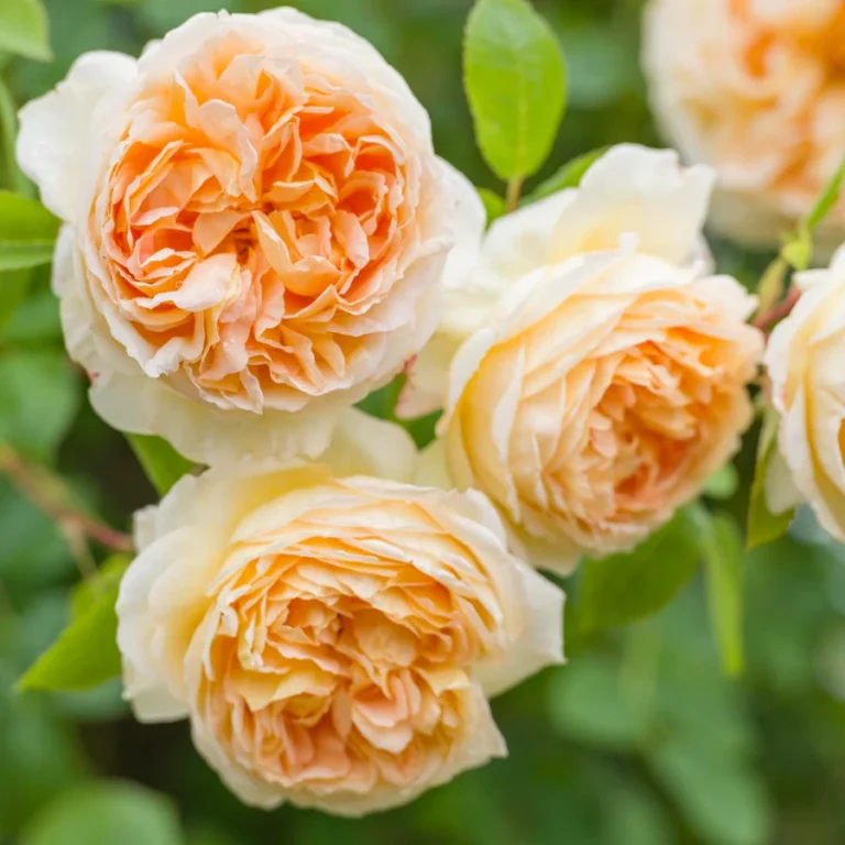 ROSA David Austin 'Bathsheba'®
