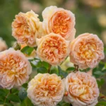 ROSA David Austin 'Bathsheba'® - Obrázek 4