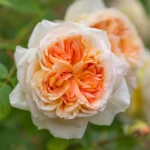 ROSA David Austin 'Bathsheba'® - Obrázek 3