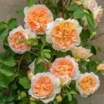 ROSA David Austin 'Bathsheba'® - Obrázek 2