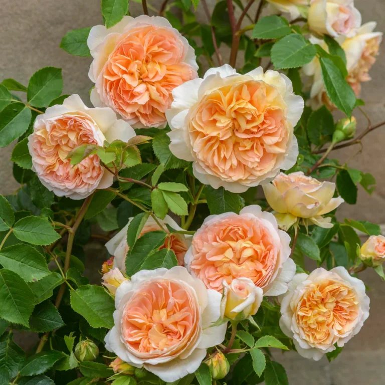 ROSA David Austin 'Bathsheba'®