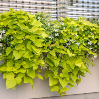 Ipomoea batatas 'Erato'® - P13-Early Orange