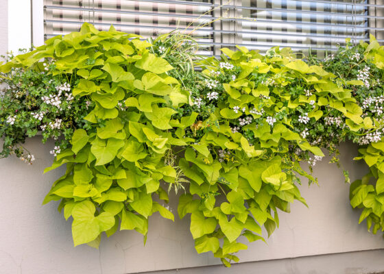 Ipomoea batatas 'Erato'®