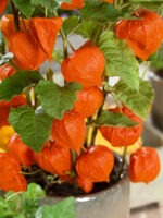 Physalis pruinosa 'Preciosa'
