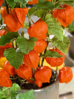 Physalis pruinosa 'Preciosa'