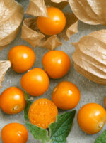 Physalis pruinosa 'Preciosa' - Obrázek 2