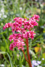 Bergenia cordifolia 'Rotblum'