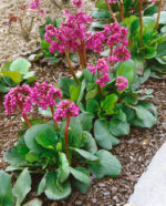 Bergenia cordifolia 'Rotblum' - Obrázek 2
