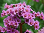 Bergenia cordifolia 'Rotblum' - Obrázek 3
