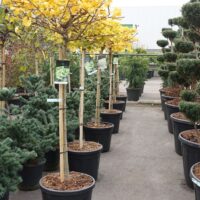 Ginkgo biloba 'Mariken' - Kontejner C55L KM 120 CM EXTRA-SOLITÉRA