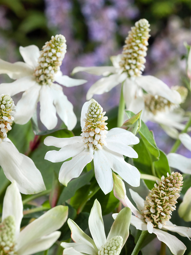 Anemopsis californica
