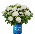 Hydrangea macr. ´Endless Summer®-'Dreamcloud'®