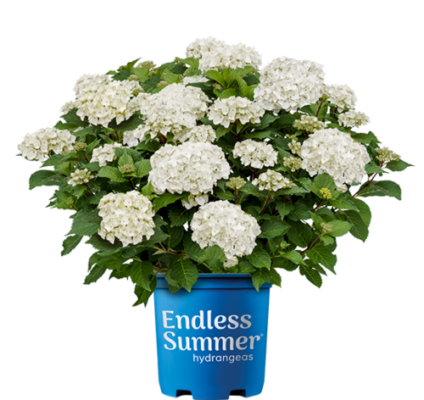 Hydrangea macr. ´Endless Summer®-'Dreamcloud'®