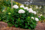 Hydrangea macr. ´Endless Summer®-'Dreamcloud'® - Obrázek 2