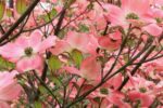 Cornus florida 'Cherokee Chief' - Obrázek 4
