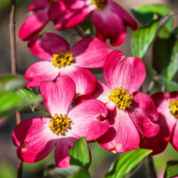 Cornus florida 'Cherokee Chief'