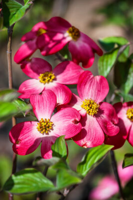 Cornus florida 'Cherokee Chief'