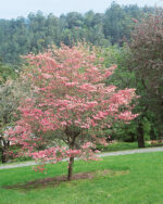 Cornus florida 'Cherokee Chief' - Obrázek 2