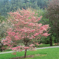 Cornus florida 'Cherokee Chief'