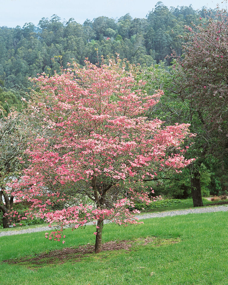 Cornus florida 'Cherokee Chief'