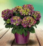 Hydrangea macrophylla 'Ningbo Purple'® - Obrázek 2