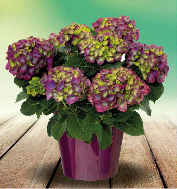 Hydrangea macrophylla 'Ningbo Purple'®
