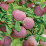 Švestkomeruňka 'Dapple Dandy' Pluot®
