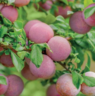 Švestkomeruňka 'Dapple Dandy' Pluot®