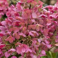 Hydrangea paniculata Living 'Infinity'® - C2L 20-25 CM