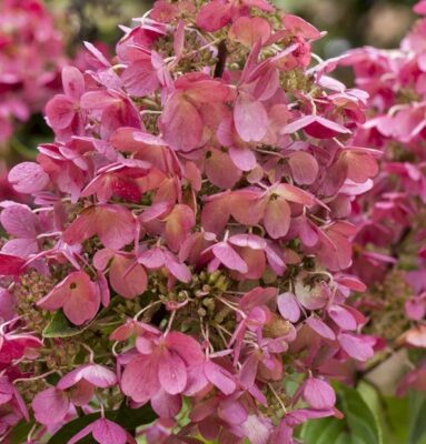 Hydrangea paniculata Living 'Infinity'®