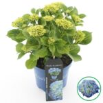 Hydrangea macrophylla 'Fabolo Blue'®