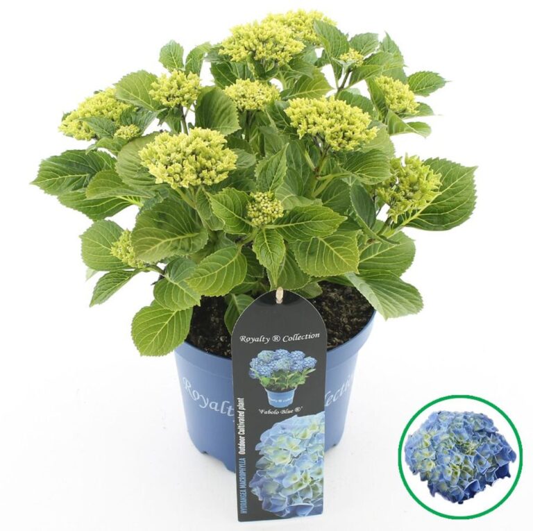 Hydrangea macrophylla 'Fabolo Blue'®