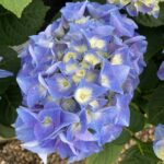 Hydrangea macrophylla 'Fabolo Blue'® - Obrázek 2